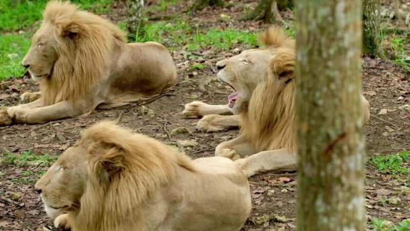 Cebu Safari & Adventure Park: Wildlife Tour with Transfers - Why This Tour Works for Travelers