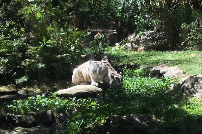 Cebu Safari and Adventure Park - What is Cebu Safari and Adventure Park?