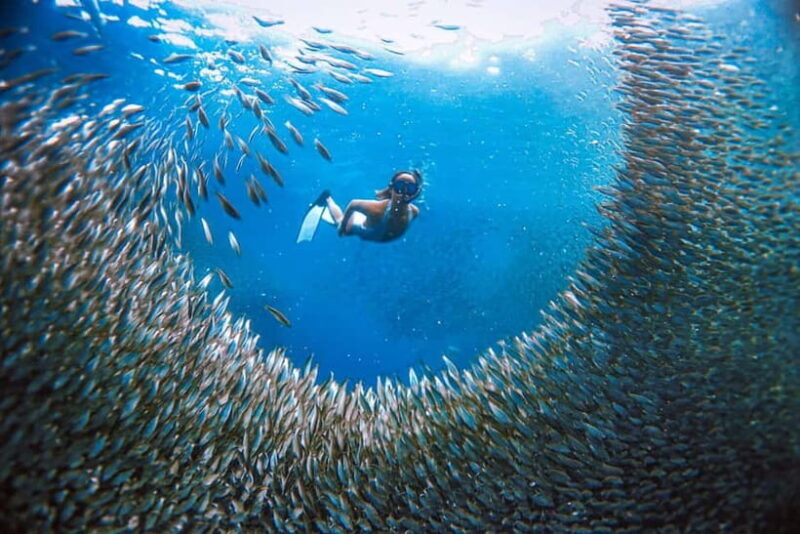 Cebu: Sardine Run Snorkeling, Mantayupan Falls & ATV Thrills - An In-Depth Look at the Tour Experience