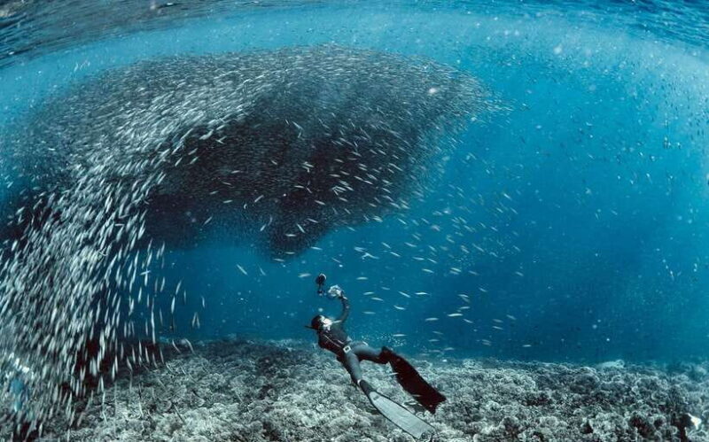 Cebu: Scuba Diving with Sardines and Pescador Island Snorkel - Key Points