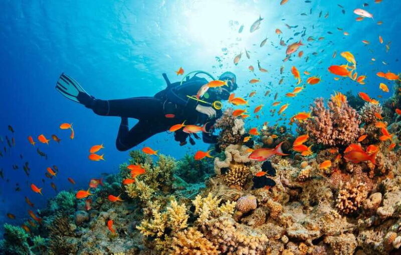 Cebu: Scuba Diving with Sardines and Pescador Island Snorkel - The Drawbacks and Considerations