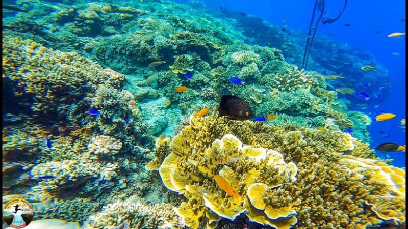 Cebu: Ultimate 3-Day Water Adventure - Day 1: Island Hopping around Mactan