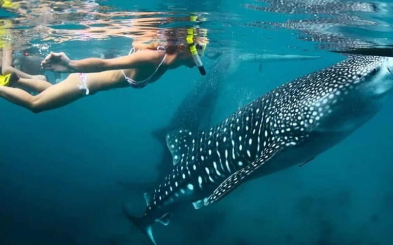Cebu: Whale Shark, and Sumilon Sandbar and Inambakan Falls - An Overview of the Tour Experience