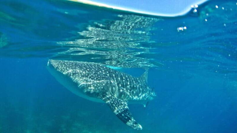 Cebu: Whale Shark Encounter and Kawasan Canyoneering - An In-Depth Look at the Tour