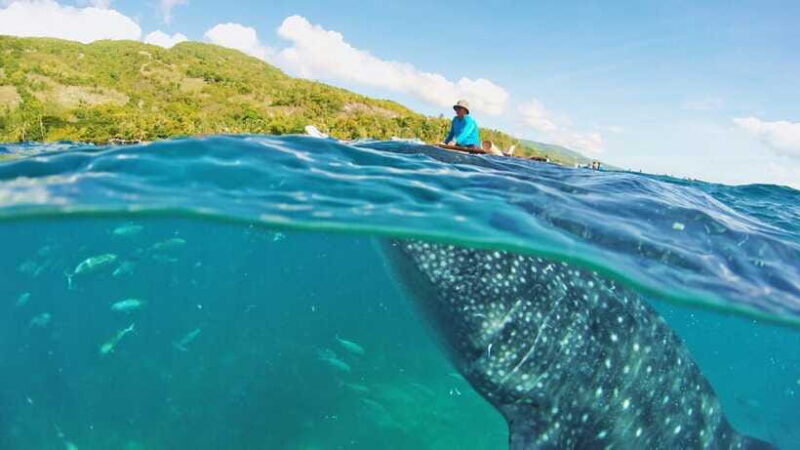 Cebu: Whale Shark Encounter and Kawasan Canyoneering - FAQs