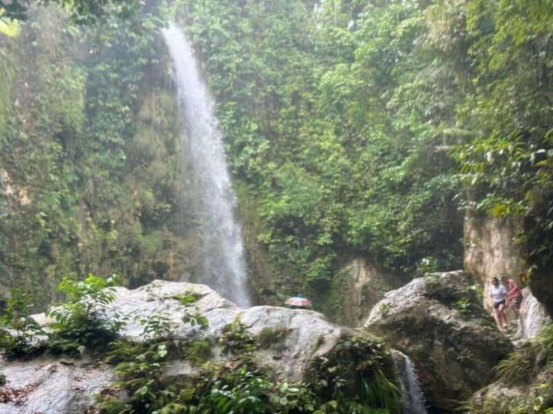 Cebu: Whale Shark, Inambakan Falls & Moalboal Sardine Tour - Key Points
