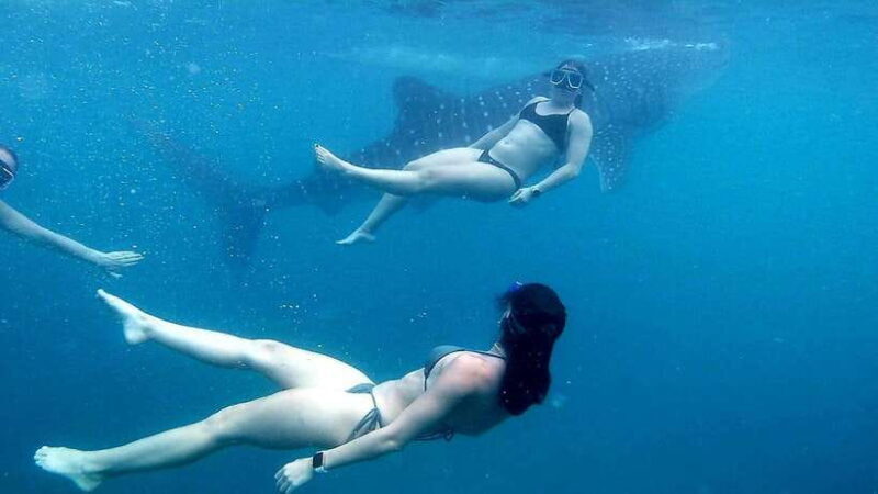 Cebu: Whale Shark, Inambakan Falls & Moalboal Sardine Tour - The Itinerary in Detail