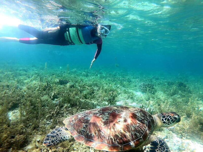 Cebu: Whale Shark, Inambakan Falls & Moalboal Sardine Tour - What Travelers Are Saying