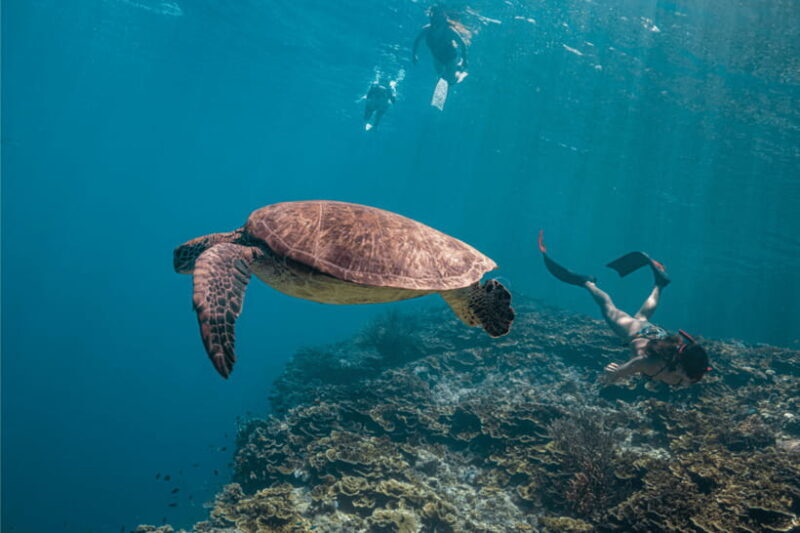 Cebu: Whale Shark, Monkey Sanctuary, & Moalboal Snorkel Tour - Who Will Love This Tour?