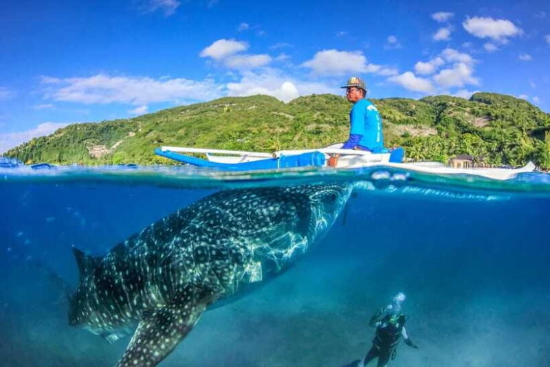 Cebu: Whale Shark, Monkey Sanctuary, & Moalboal Snorkel Tour - Frequently Asked Questions