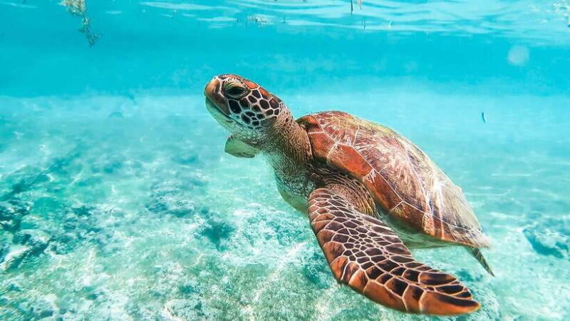 Cebu: Whale Shark, Monkey Sanctuary, & Moalboal Turtles Tour - Final Thoughts