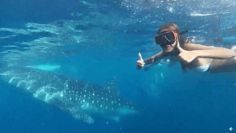 Cebu: Whale Shark Oslob and Moalboal Snorkeling Adventure - What’s Included and What to Consider