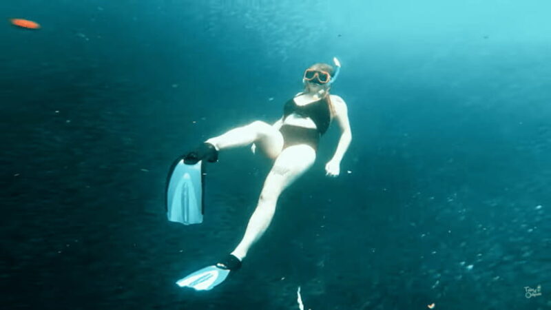 Cebu: Whale Shark Oslob and Moalboal Snorkeling Adventure - Experience and Guide Quality