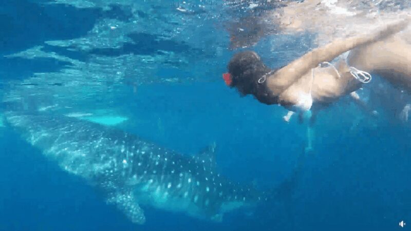 Cebu: Whale Shark Oslob and Moalboal Snorkeling Adventure - The Practicalities