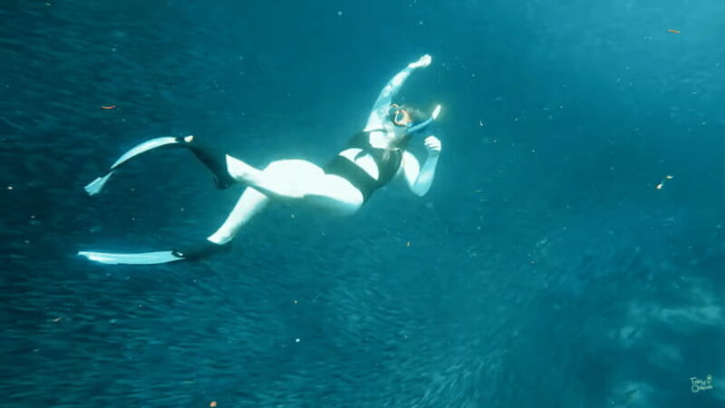 Cebu: Whale Shark Oslob and Moalboal Snorkeling Adventure - Summary of Value
