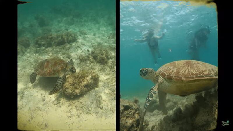 Cebu: Whale Shark Oslob and Moalboal Snorkeling Adventure - Who Should Book This Tour?
