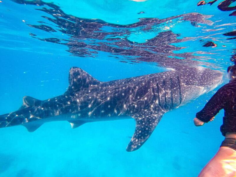 Cebu: Whale Shark Snorkeling & Kawasan Canyoning Tour - Who Should Consider This Tour?
