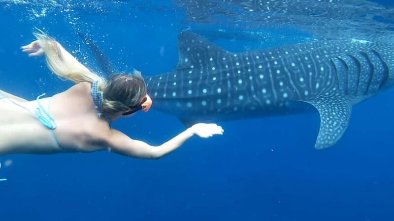 Cebu: Whale Shark Swim and Kawasan Canyoneering Tour - An Honest Look at the Tour Experience