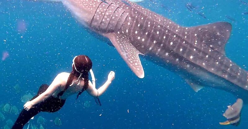 Cebu: Whale Shark Swim and Kawasan Canyoneering Tour - FAQ