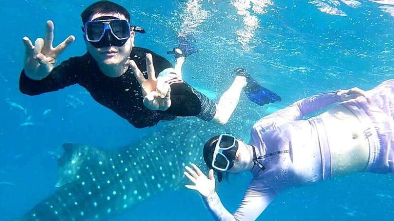 Cebu: Whale Shark Swim, Kawasan Falls & Moalboal Sardine Run - Practical Tips for Your Day Trip