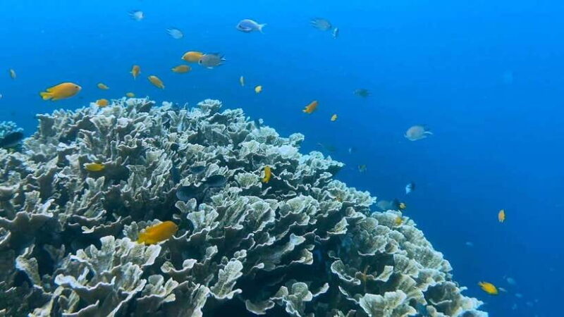 Cebu: Whale Shark Swim, Kawasan Falls & Moalboal Sardine Run - The Cost and Value