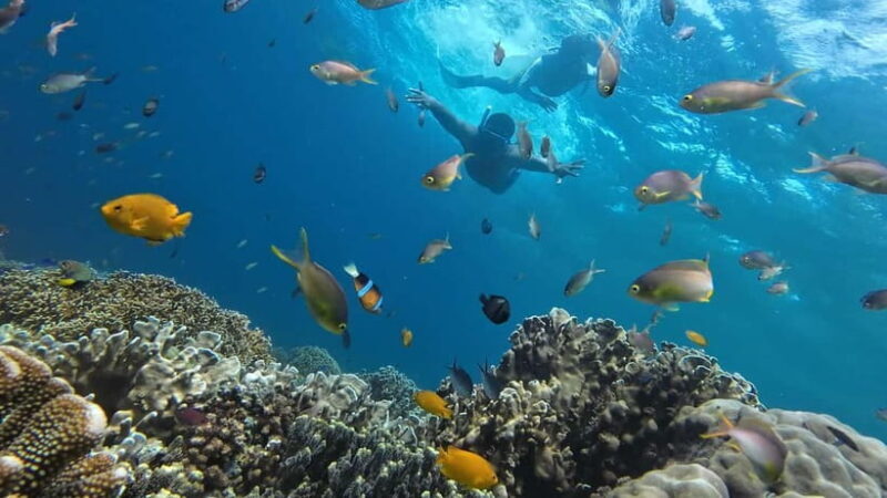 Cebu: Whale Shark Swim, Kawasan Falls & Sardine Run - The Itinerary: What to Expect and Why It Matters