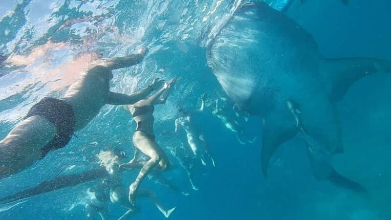 Cebu: Whale Shark Swim, Kawasan Falls & Sardine Run - FAQ: Your Practical Questions Answered