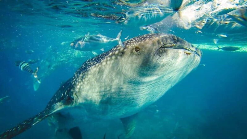 Cebu Whale Shark Swimming & Kawasan Canyoneering Group Tour - Key Points