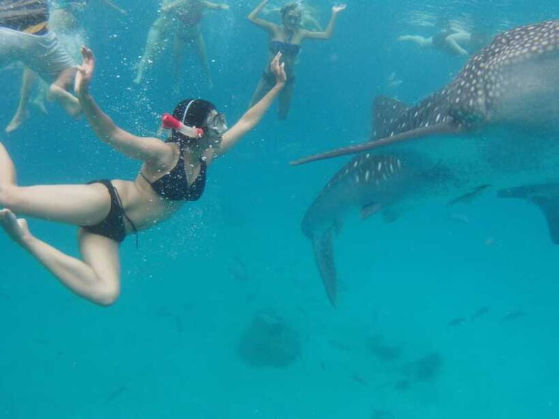 Cebu Whale Shark Swimming & Kawasan Canyoneering Group Tour - FAQ