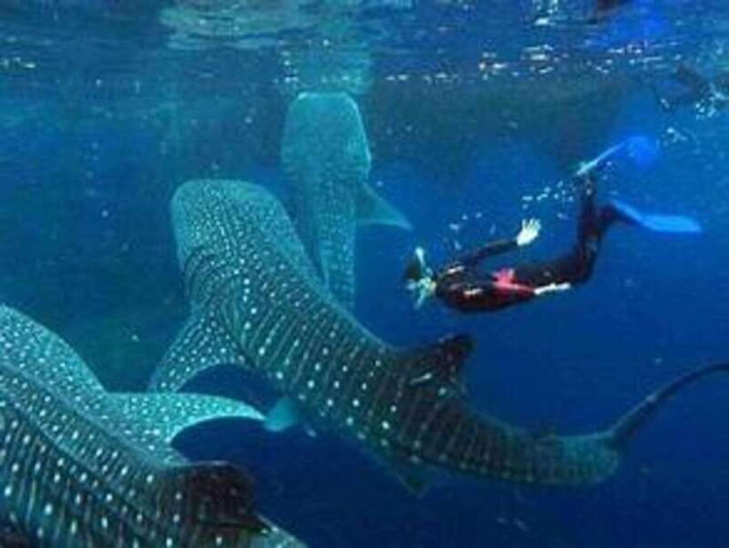 Cebu: Whale Shark Watching and Canyoneering Group Tour - Key Points