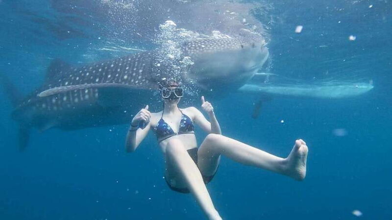 Cebu: Whale Shark Watching and Canyoneering Group Tour - An Exciting Day in Cebu: What to Expect