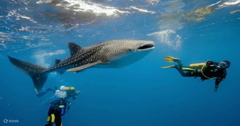 Cebu: Whale Shark Watching and Canyoneering Group Tour - The Sum Up: Is It Worth It?