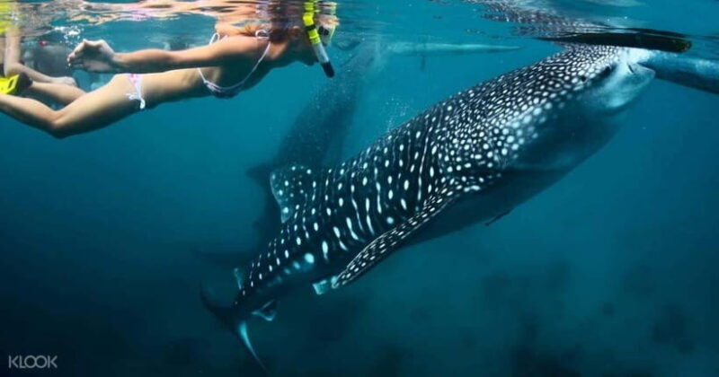 Cebu: Whale Shark Watching and Canyoneering Group Tour - FAQ