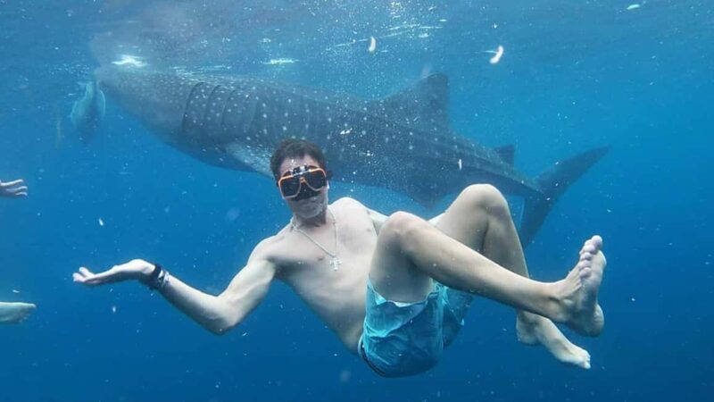 Cebu: Whale Shark Watching & Heritage Tour with Dive Option - A Closer Look at the Tour Experience