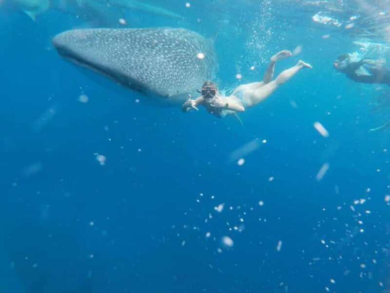 Cebu: Whale Shark Watching & Heritage Tour with Dive Option - Final Thoughts: Is It Worth It?