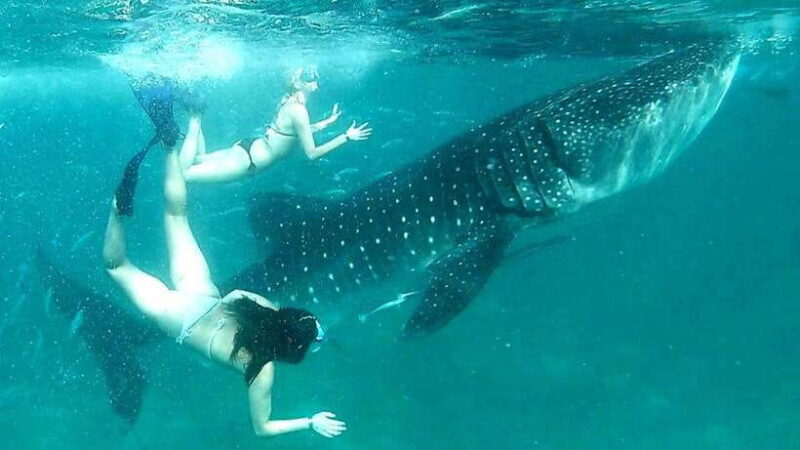 Cebu: Whale Sharks, Kawasan Falls, & Sardines Run Snorkeling - Key Points