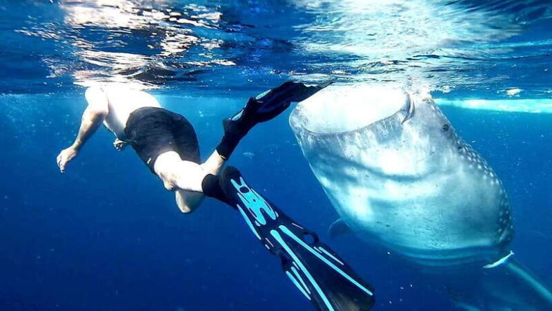 Cebu: Whale Sharks, Kawasan Falls, & Sardines Run Snorkeling - The Early Morning Departure and Transportation
