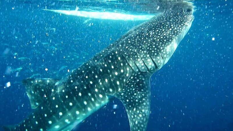 Cebu: Whale Sharks, Kawasan Falls, & Sardines Run Snorkeling - Kawasan Falls: A Refreshing Stop