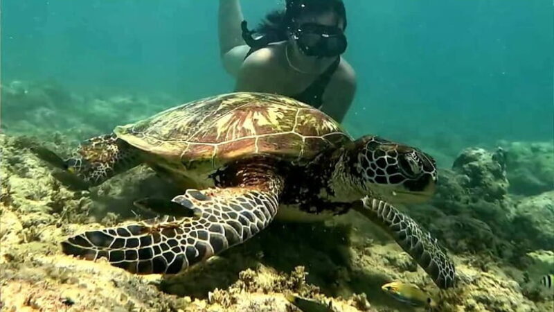 Cebu: Whale Sharks, Kawasan Falls, & Sardines Run Snorkeling - Snorkeling in Moalboal: Sardine Run & Turtle Spotting
