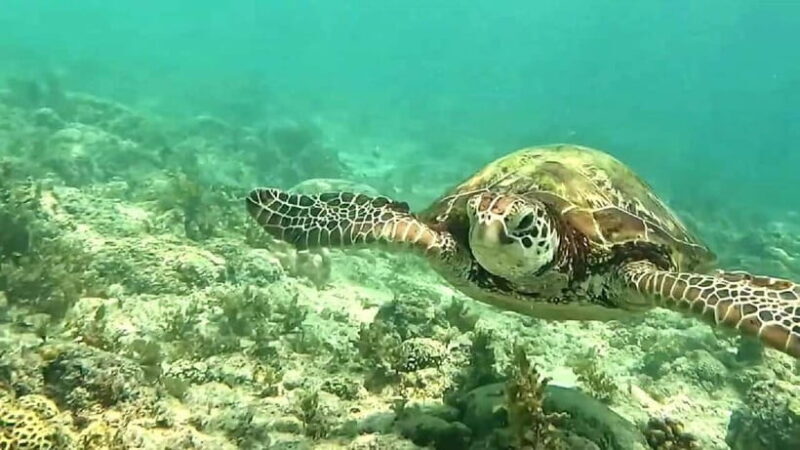 Cebu: Whale Sharks, Kawasan Falls, & Sardines Run Snorkeling - Return Trip and Final Thoughts