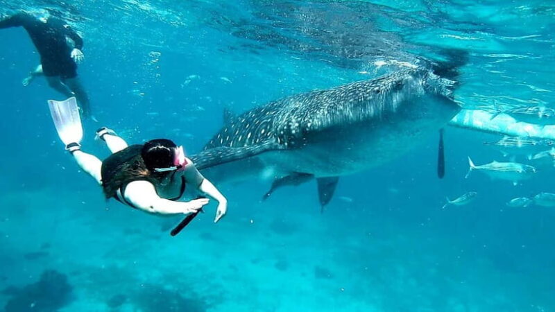 Cebu: Whale Sharks, Kawasan Falls, & Sardines Run Snorkeling - Authentic Moments and Stunning Views