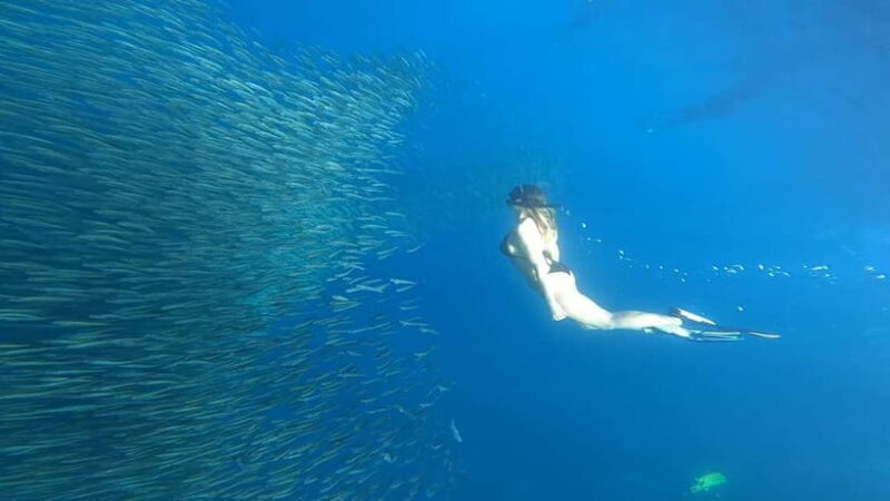 Cebu: Whale Sharks, Kawasan Falls, & Sardines Run Snorkeling - What to Expect from the Tour