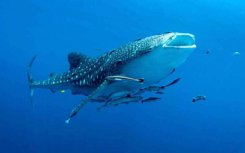Cebu: Whale Sharks, Tumalog Falls, and Monkey Sanctuary Tour - Key Points