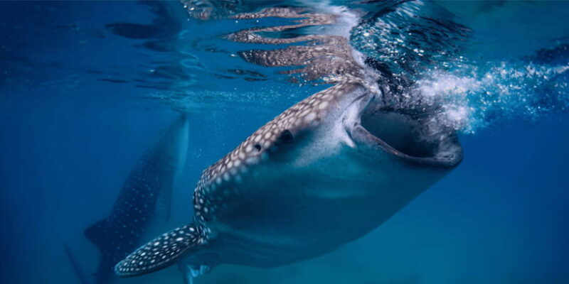 Cebu: Whale Sharks, Tumalog Falls, and Monkey Sanctuary Tour - What’s Included and What to Keep in Mind