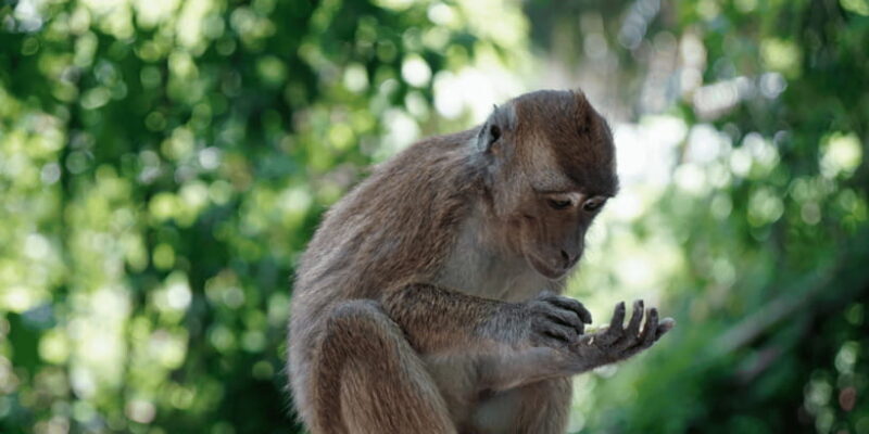 Cebu: Whale Sharks, Tumalog Falls, and Monkey Sanctuary Tour - The Sum Up