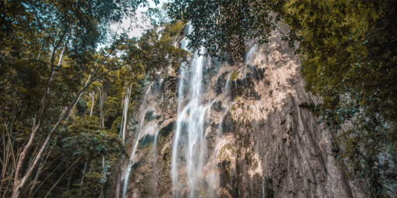 Cebu: Whale Sharks, Tumalog Falls, and Monkey Sanctuary Tour - FAQs