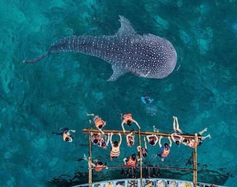 Cebu: Whaleshark Encounter, Tumalog Falls, & Monkey Viewing - The Sum Up