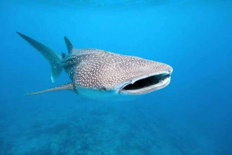 Cebu: Whaleshark Encounter, Tumalog Falls, & Monkey Viewing - Frequently Asked Questions