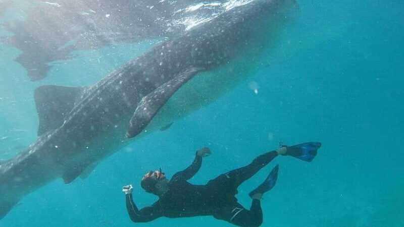 Cebu: Whaleshark Encounter, Tumalog Falls & Sumilon Sandbar - An Authentic Day of Cebu’s Natural Treasures