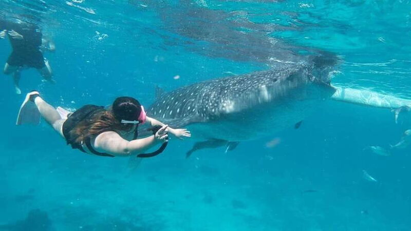 Cebu: Whaleshark Encounter, Tumalog Falls & Sumilon Sandbar - Is the Price Worth It?